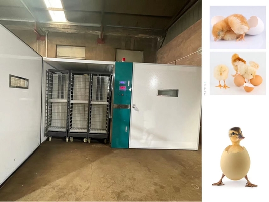 220V/50Hz Egg Hatching Equipment Stainless Steel Material
