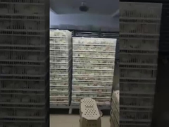 ما هو النوع الأكثر شيوعًا من الحاضنات؟